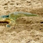 Registra Tamaulipas más de 207 mil huevos de tortuga lora en temporada 2026