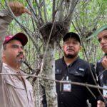 Refuerza Tamaulipas la vigilancia para proteger a la paloma ala blanca
