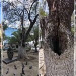 Agoniza el «Árbol de la Paz» en la plaza Hidalgo
