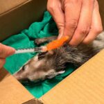 Atendió Hospital Veterinario de Reynosa a zarigüeya lesionada