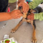 Dio Brigada Médica Veterinaria del Alcalde Carlos Peña Ortiz nueva oportunidad de vida a perrito en Las Delicias