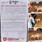Refuerza Gobierno de Carlos Peña Ortiz acciones por los animales en Valle de Bravo