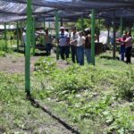 Senadora Olga Sosa recorre viveros de Sembrando Vida en Miquihuana