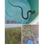 Atendió Control y Bienestar Animal reporte de serpiente en Jardines de Loma Real