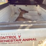 Resguarda Gobierno de Carlos Peña Ortiz venada rescatada en la colonia Loma Real