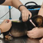 Recibió Hospital Veterinario Municipal de Reynosa a pequeños pacientes caninos