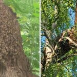 Recomienda PCyB mantener la calma ante presencia de abejas