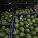 Hasta China llegan aguacates con el sello de La Familia Michoacana