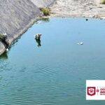 Pone Gobierno de Carlos Peña Ortiz a salvo a canino atrapado en canal de Puerta Grande