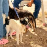 Control y Bienestar Animal con DIF en tu Colonia en Villas de la Joya