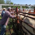 DIRECCIÓN DE DESARROLLO RURAL APOYA A GANADEROS DE NUEVO LAREDO ANTE LA REAPERTURA DE LA EXPORTACIÓN DE GANADO