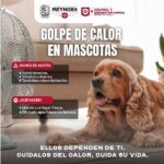 Recomienda Gobierno de Reynosa mayor cuidado de mascotas ante altas temperaturas