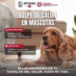 Fomenta Gobierno de Carlos Peña Ortiz cuidado de mascotas por altas temperaturas