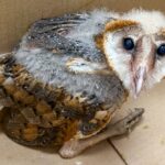 Participa Gobierno de Carlos Peña Ortiz en protección a fauna silvestre