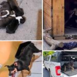 Refuerza Gobierno de Carlos Peña Ortiz acciones de cuidado para cinco caninos