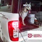 Rescató Gobierno de Reynosa canino abandonado