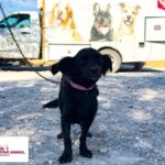 Visitó Control y Bienestar Animal el Refugio Mary con campaña de esterilización