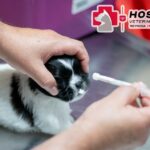 Promueve Alcalde de Reynosa atención del Hospital Veterinario Municipal