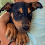 Benefician brigadas veterinarias gratuitas «Patitas Seguras en tu Refugio» a mascotas