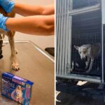 Rescató Gobierno de Carlos Peña Ortiz a canino y sus cachorros en Hacienda Las Fuentes