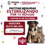 Llevará a cabo Patitas Seguras esterilización de mascotas del Refugio Jayu
