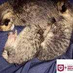 Rescató Control y Bienestar Animal de Reynosa a felinos abandonados
