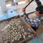 Supervisan unidades de producción de ostión en Las Higuerillas, municipio de Matamoros