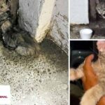 Liberó Control y Bienestar Animal a felino atrapado en Las Fuentes