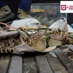 Atiende Gobierno de Carlos Peña Ortiz reporte de fauna silvestre