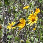 Protege Tamaulipas rutas naturales del colibrí de garganta rubí