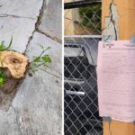 Registró Medio Ambiente de Reynosa tala ilegal de árbol en Campestre Bugambilias