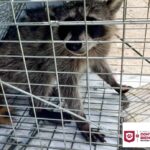 Libera Dirección de Bienestar Animal mapache en su hábitat natural