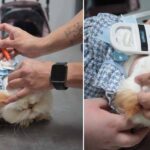 Ofrece Alcalde Carlos Peña Ortiz aplicación gratuita de microchip para mascotas