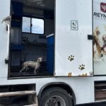 Rescató Dirección de Control y Bienestar Animal a canino lesionado en la carretera Calzada Victoria