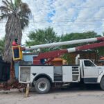 Realiza Gobierno de Reynosa poda preventiva de árboles y palmeras en diversos sectores de la ciudad