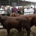 Concluye Programa de Mejoramiento Genético 2026 en la Feria Tamaulipas